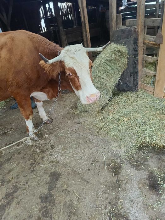 Vând 2 vaci bălțata romaneasca