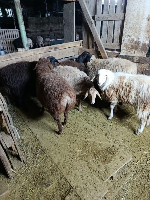 Продам бараны, кой сатамын