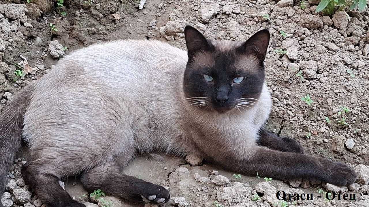 Продаются котята сиамской породы