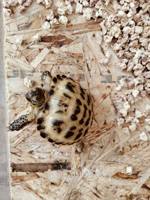 Продам сухопутную черепаху. Возраст 2 годика