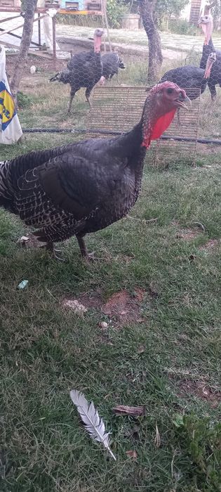 Curci si curcani de carne