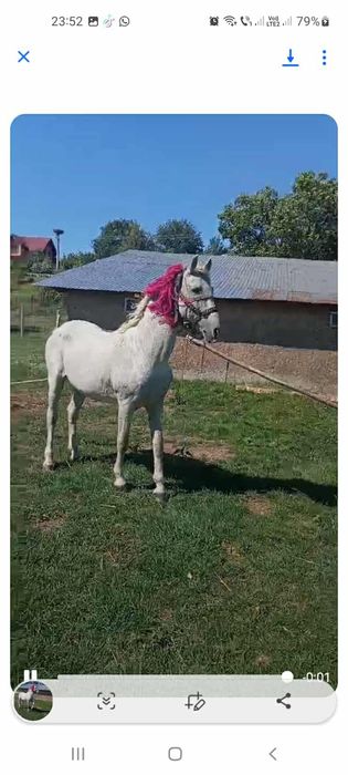 Vând sau schimb harmasar blând