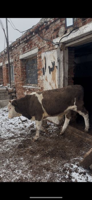 Патсостар сатылады