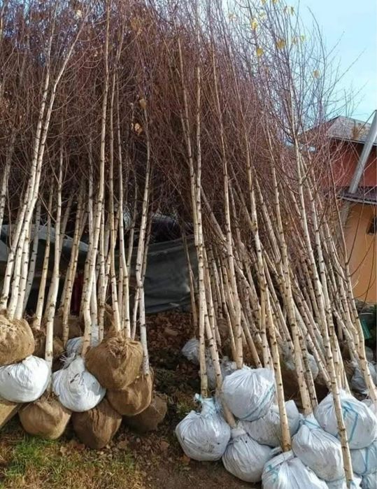 Mesteacan alb  pentru dumneavoastra