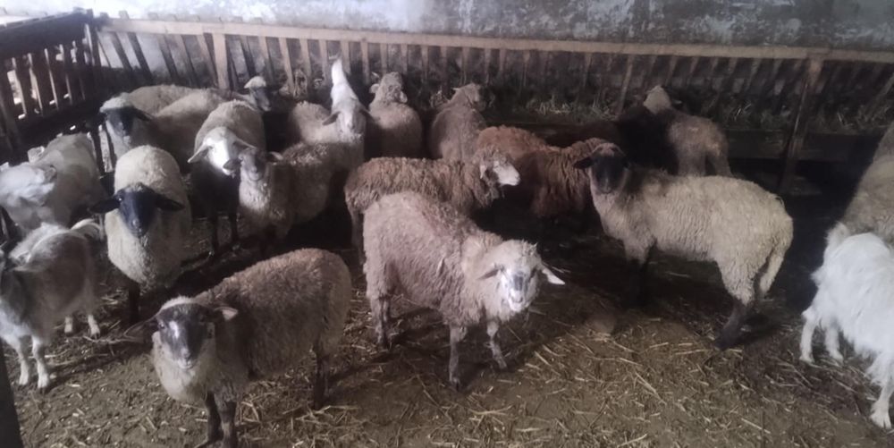 Vând carlani pentru pastrama