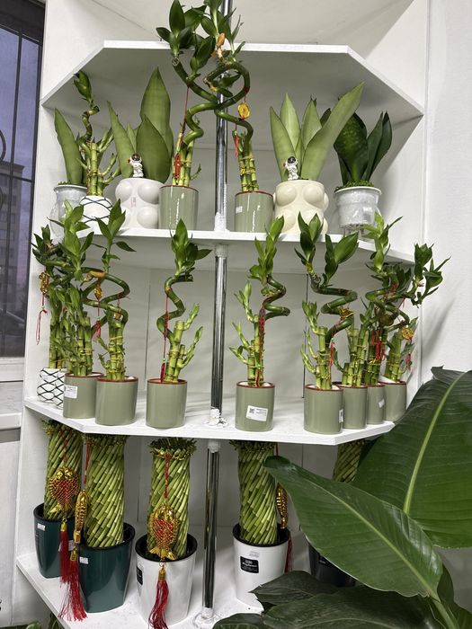 Оригинальный бамбук в керамике