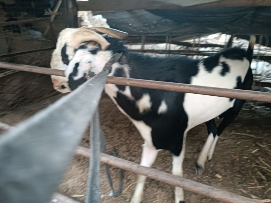 Echki  taka zotka sotiladi