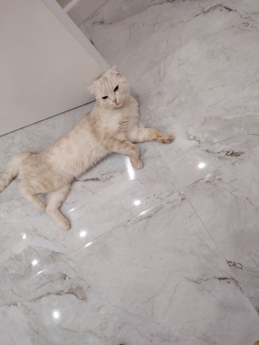 Отдам в хорошие руки