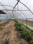 Solar din Teu galvanizat de vanzare 55 × 7,5