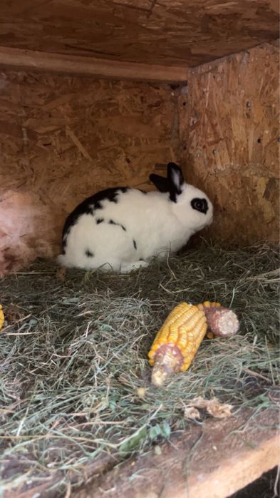 Vand iepuroi hermelit