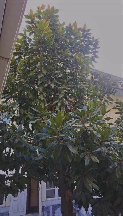 Вечнозелёная элитная магнолия — Magnolia Grandiflora (Italia) своя