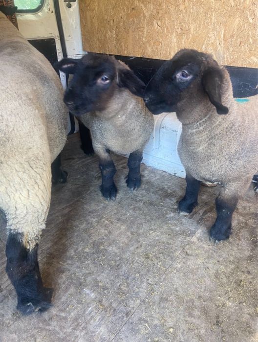 Vindem berbecuti,mielute,oi si berbeci sufolk/suffolk cu pedigree