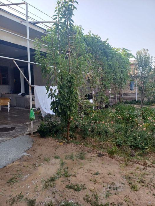 Ховли сотилади Маданиятда