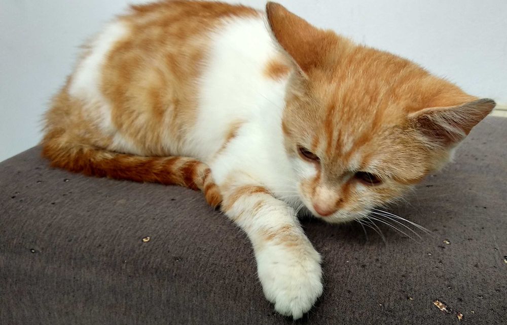 Подарявам котенце - момченце