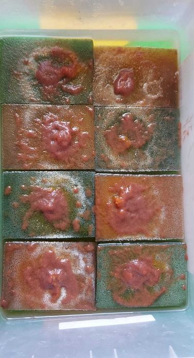 Аулофорус - водяная змейка