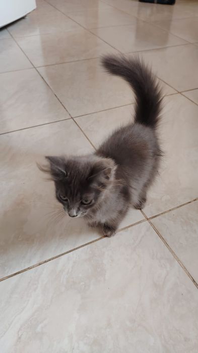 Котята, умные и игривые