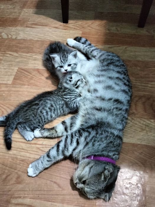 Вислоухие котята