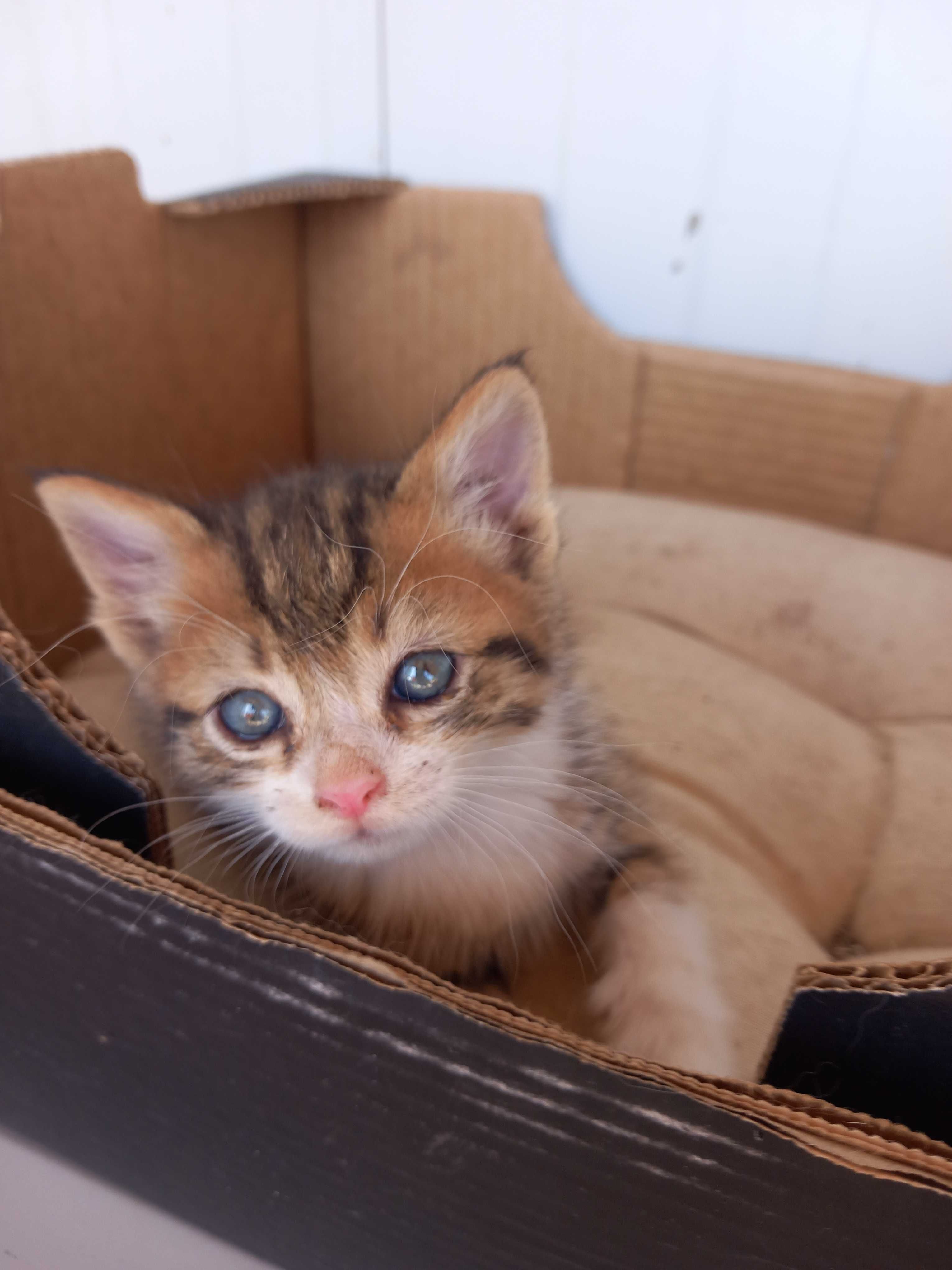 Подарявам котета