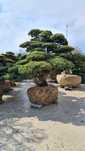 Bonsai Plante Ornamentale