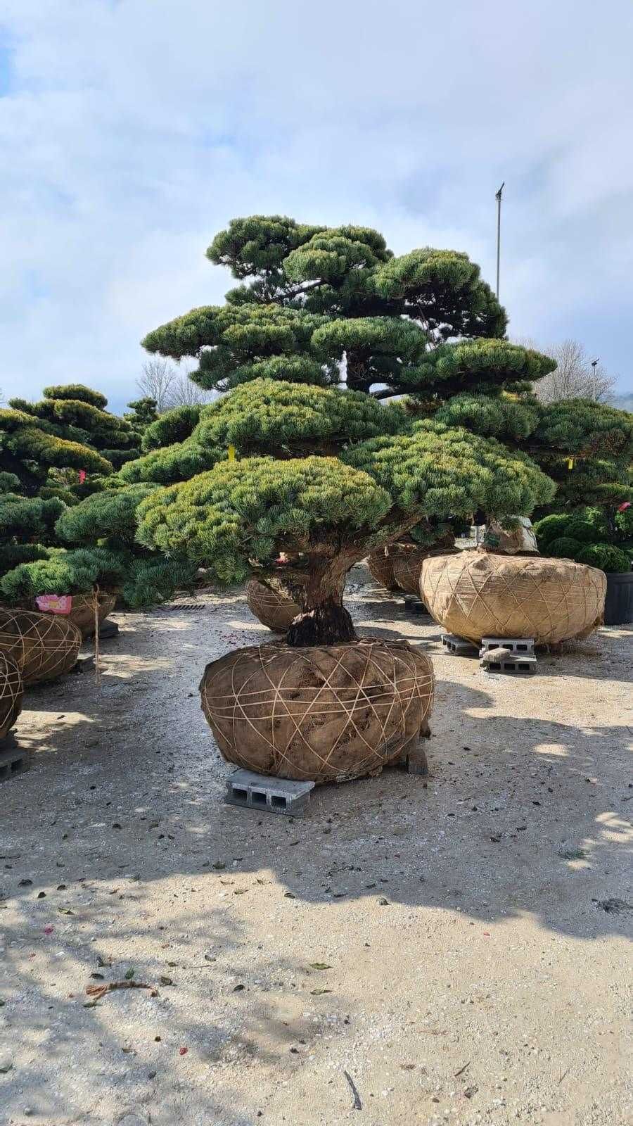Bonsai Plante Ornamentale