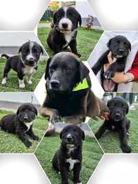 Catei pentru adoptie Labrador metis