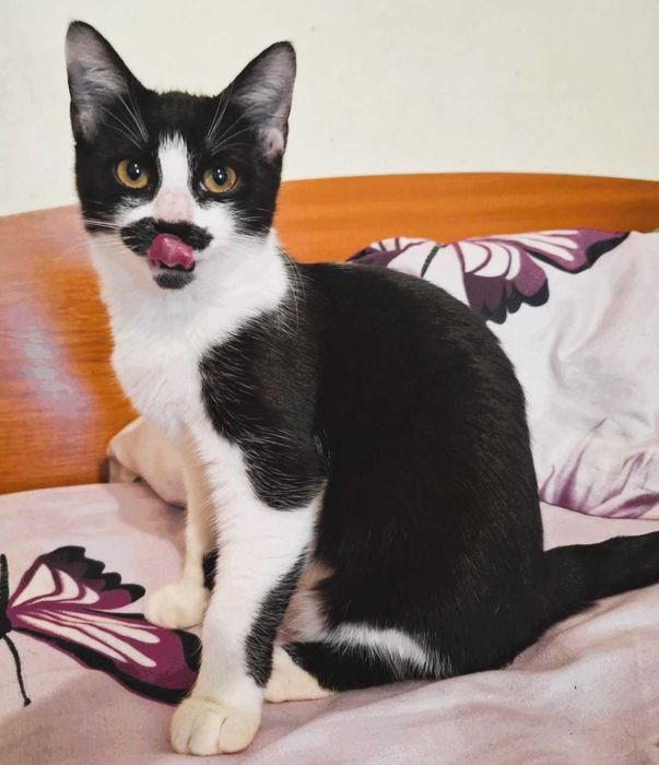 Pisoi 4 luni gratuit spre adoptie