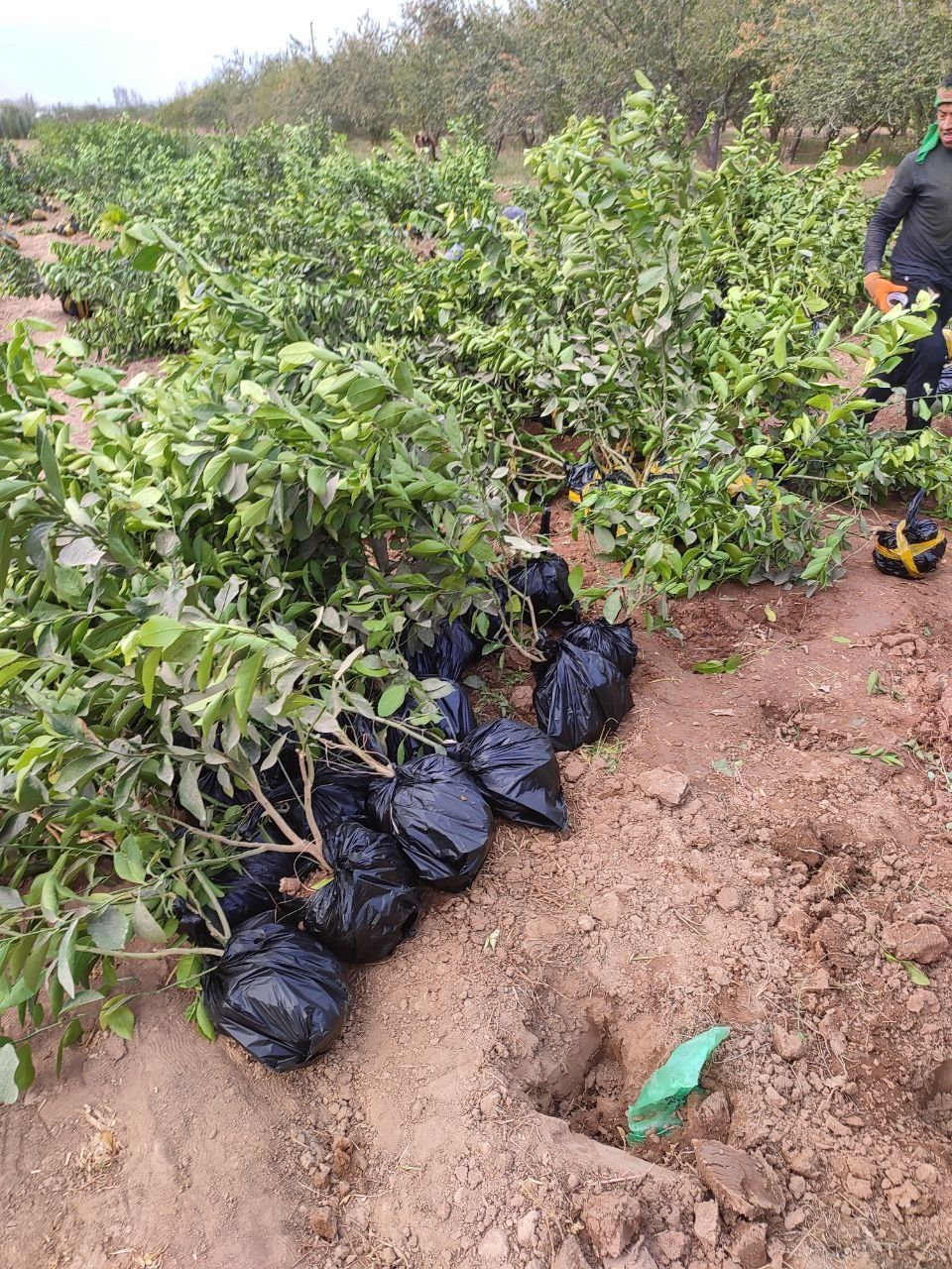 Limon apilsin mandarin koʻchatlar