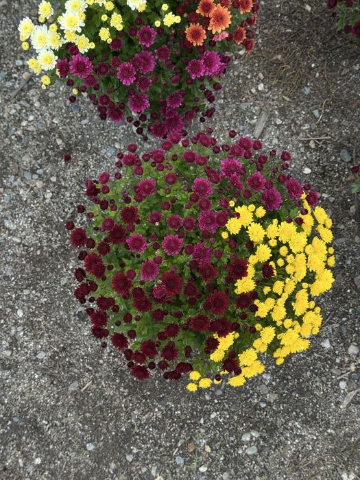 Crizanteme EnGros/Angro de Vanzare