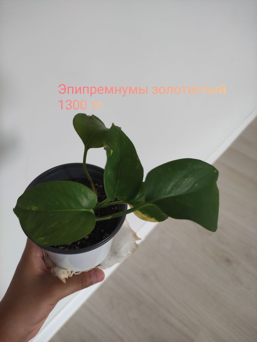 Комнатные растения