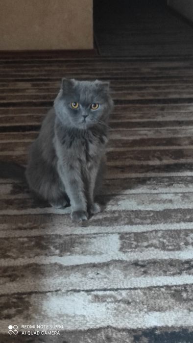 Скотиш Страид Зоти
