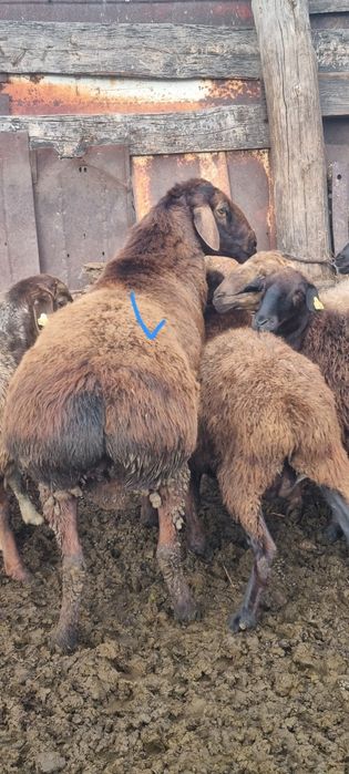 Қошқар     сатам