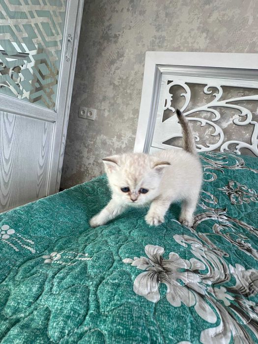 Поинт Шиншилла тозза зоттор. Кони тоза козлари кук