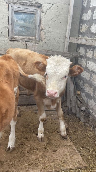 Продам корову и телят