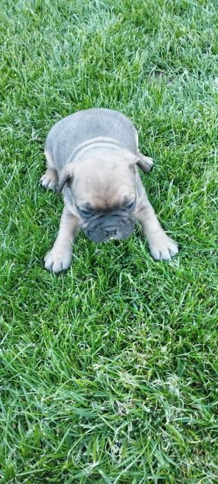 Френски булдог (малки)