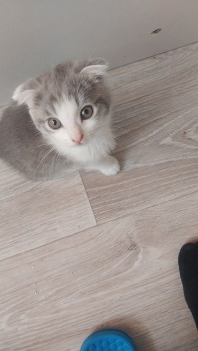 Котята, шотланская веслоухая