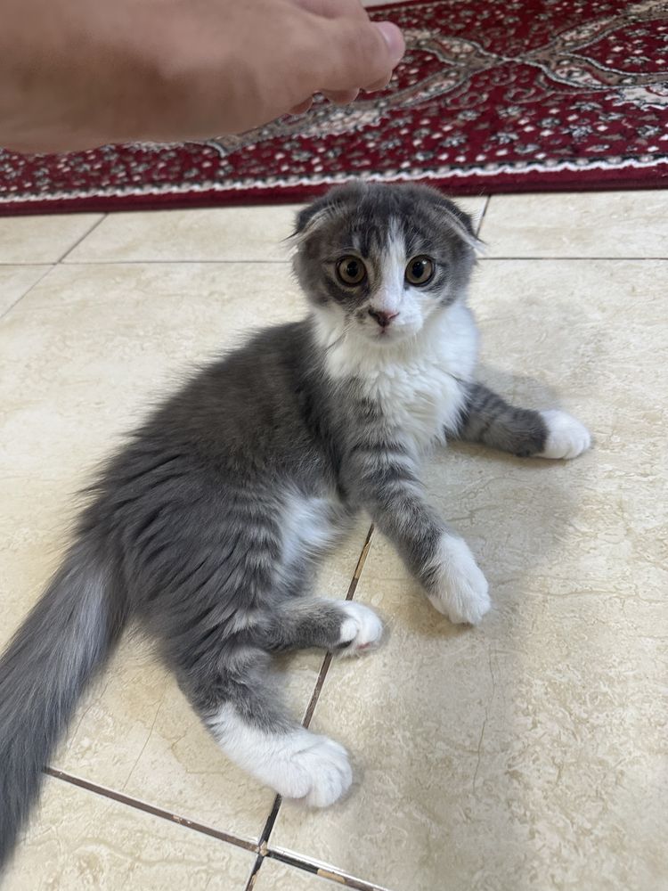 продаётся вислоухий кот