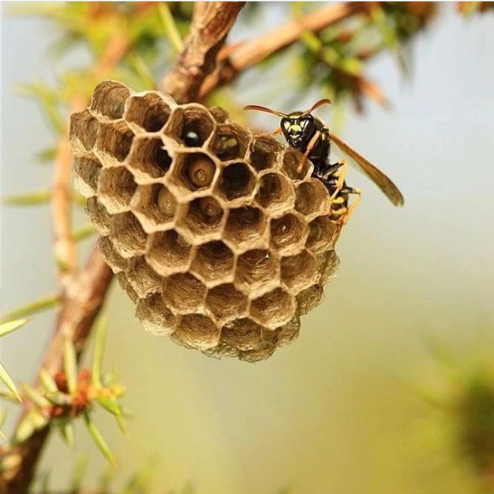 Осиное гнездо ара уясы