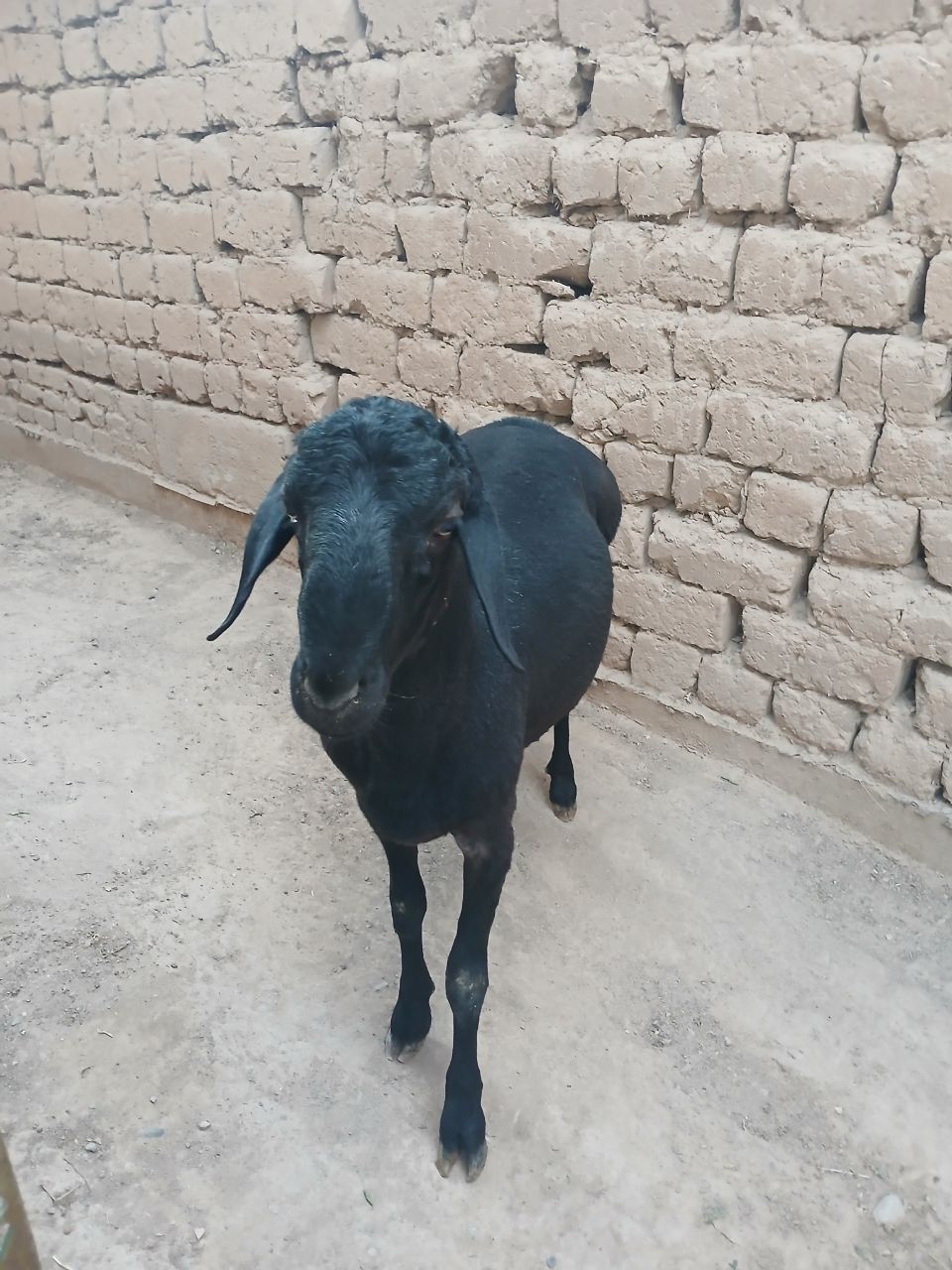 Qozi qochqor sotiladi