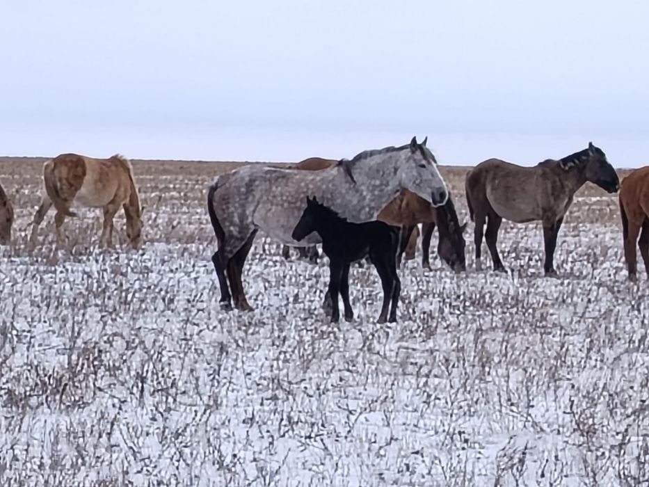 Продам дойную кабылу с жеребенком