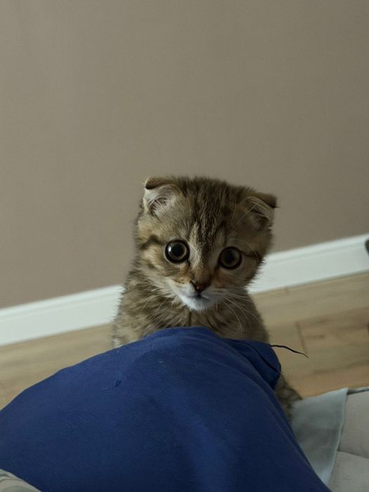 Отдам котенка девочку