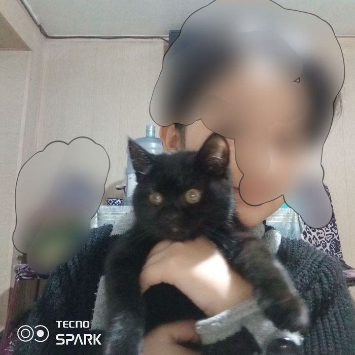 Продам кошку скотиш страйт чёрный