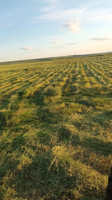 Baloti de fan pe plasă