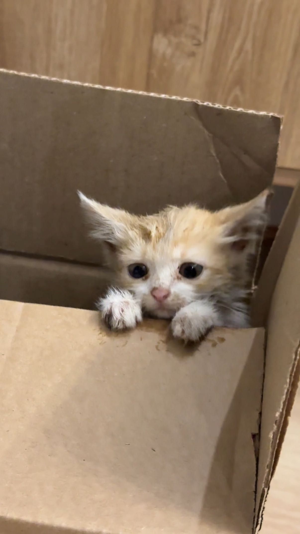 Котенок ищет дом!!!