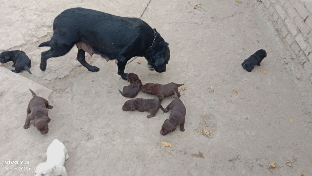 Лабрадор-ретривер