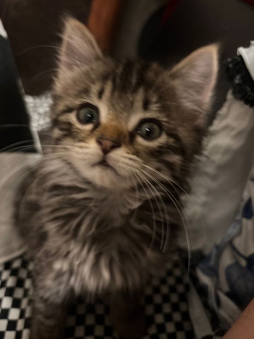 отдам котенка в добрые руки