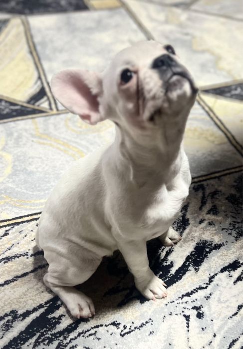 Продаётся девочка французуого бульдога