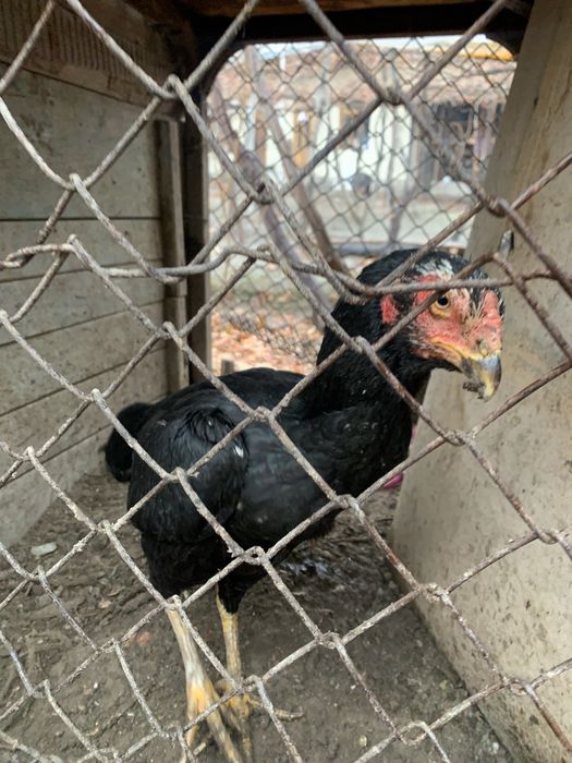 Dakang makiyon toza qon