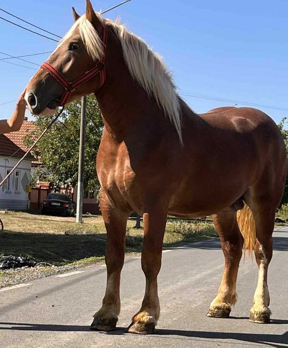 Un manz blond  de 2 ani 175 la graban 750 greutate curat fara defecte
