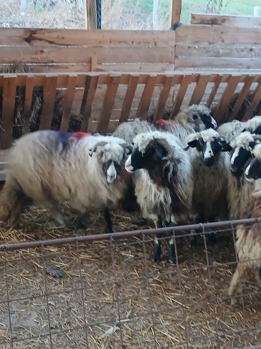 Vind 18 oi breze tinere cu nasul alb