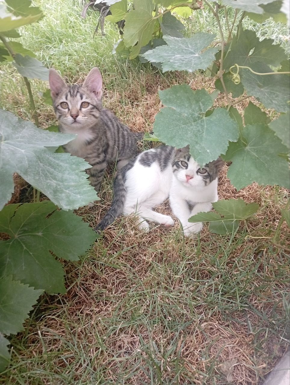 Котятки в добрые руки